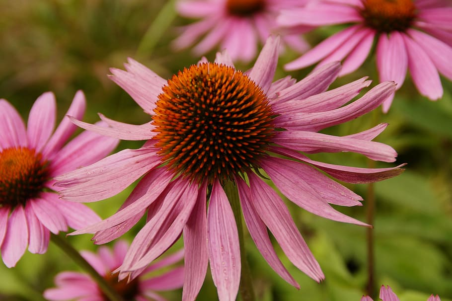 echinacea, sun hat, blossom, bloom, flower, pink, nature, flora HD wallpaper
