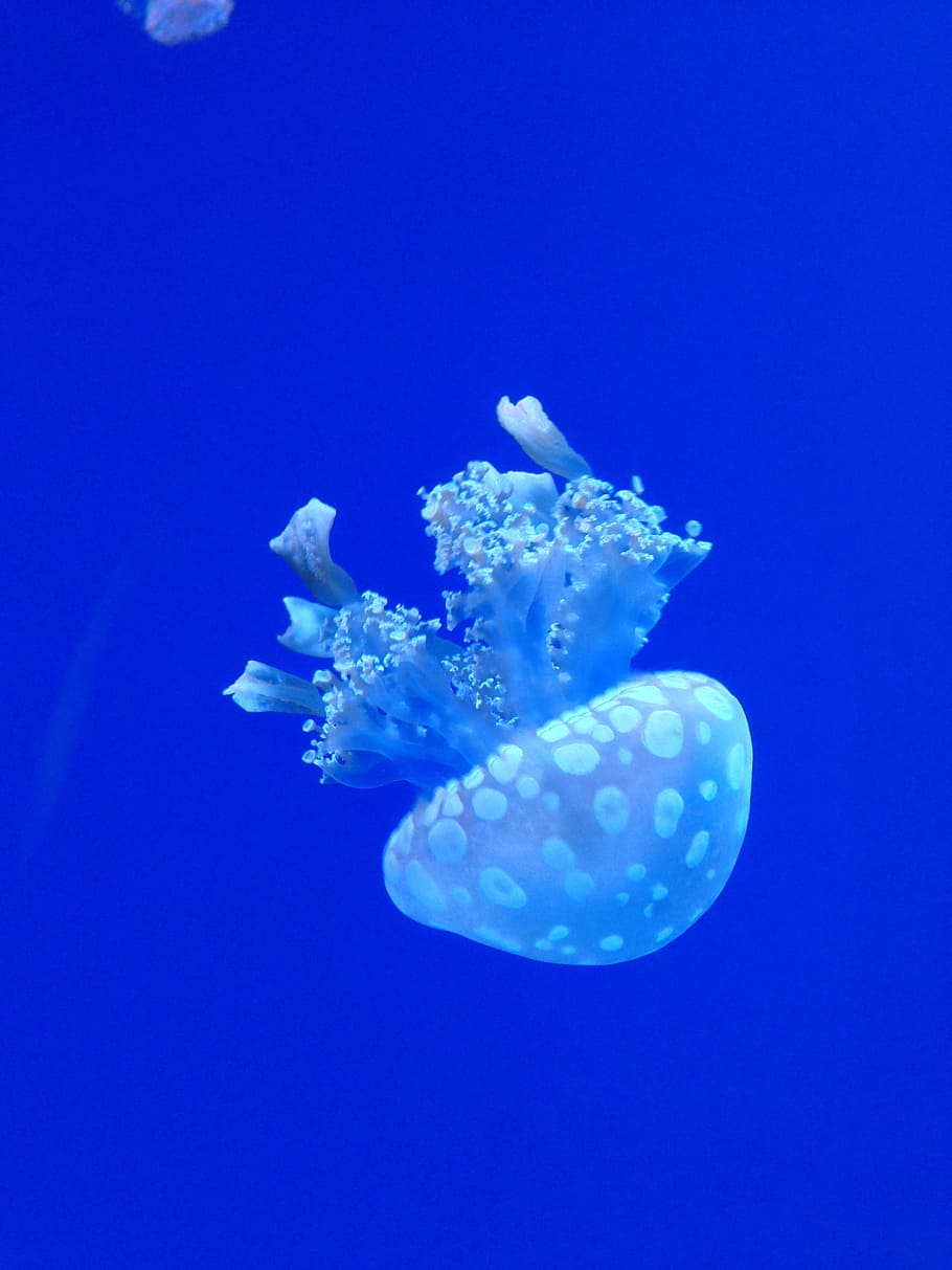 jellyfish in underwater, Ocean, animal, aquatic, nature, tropical HD wallpaper