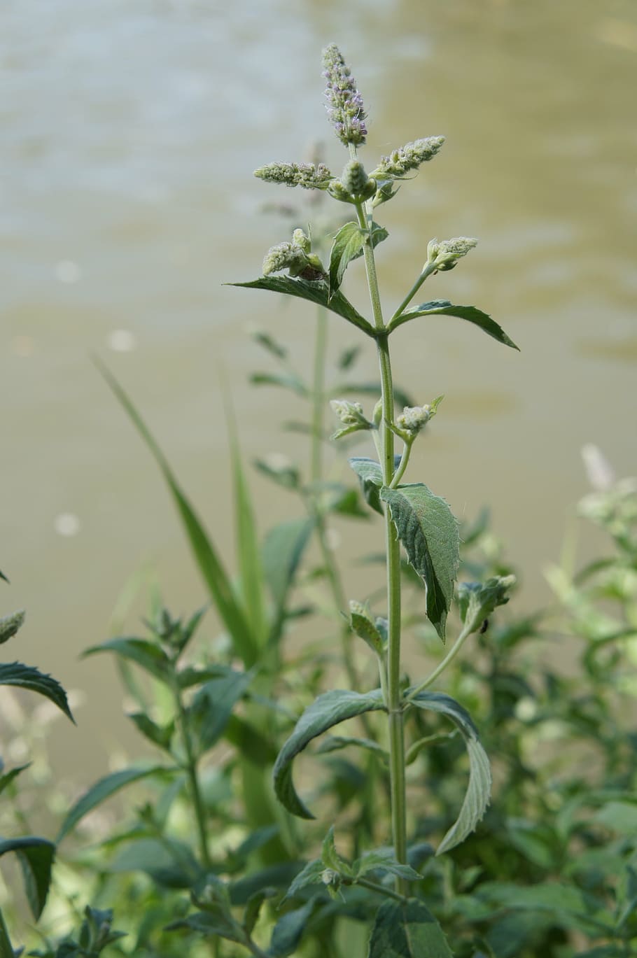 mint, plant, herb, green, nature, the water, pepermint, growth HD wallpaper