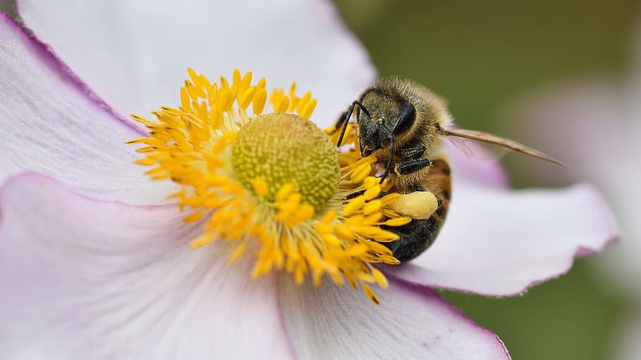 bee, flower, forage, macro, flowering plant, beauty in nature HD wallpaper