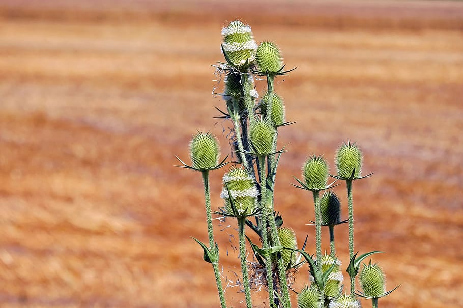 green leafed plant, wild teasel, thistle, prickly, grassland plants HD wallpaper