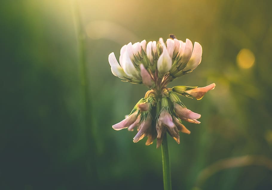 selective focus photo of pink clover flower, dutch, seed, bloom HD wallpaper
