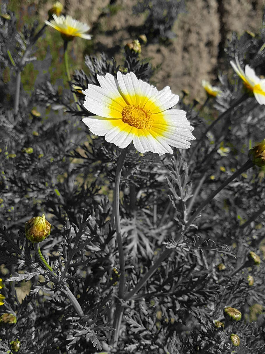 nature, plant, flower, flowering plant, fragility, vulnerability HD wallpaper