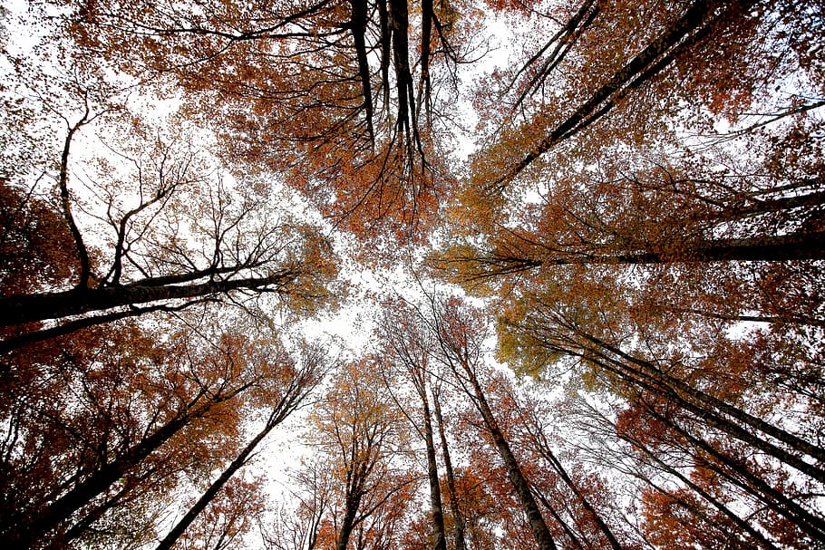 Trees, Nature, Branches, Contrast, sky, landscape, bare tree HD wallpaper