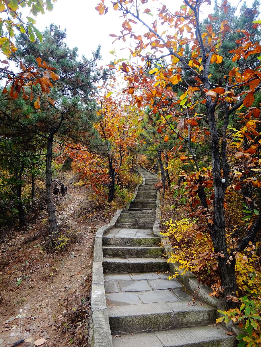 China, Stairs, Colorful, Leaves, autumn, rise, höhenweg, tree, HD wallpaper