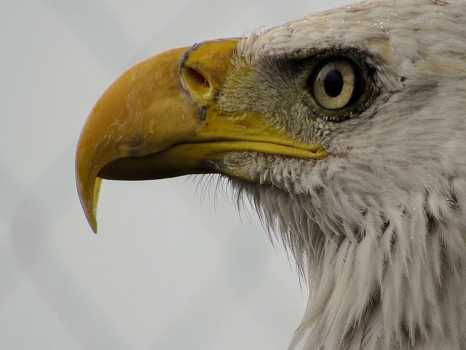 Eagle, Bird, Zoo, Predator, Beak, bald eagle, wildlife, birds HD wallpaper