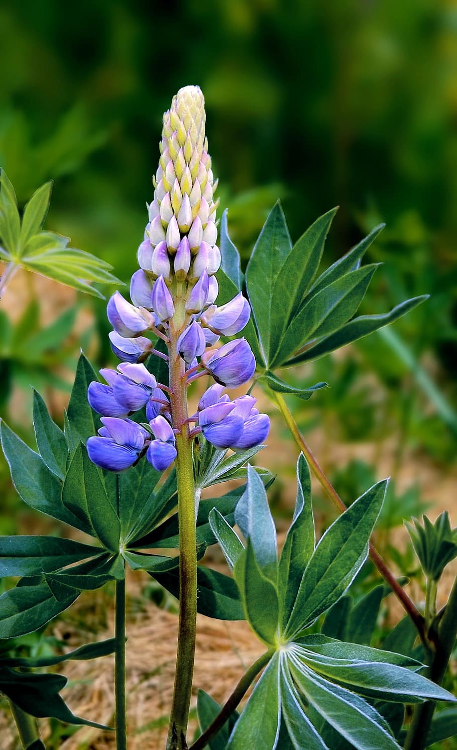 flowers, spring, blue, summer, blooming, wild, lupine, flowering plant HD wallpaper