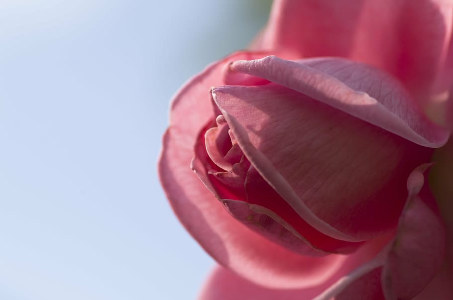 rose, pink, nature, flower, fragrance, beauty, garden, bloom HD wallpaper