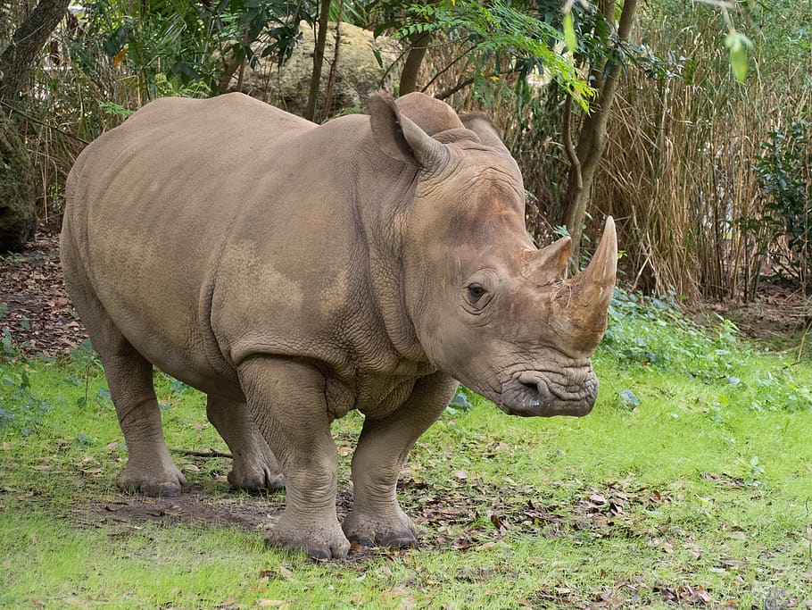 720x1208px | free download | HD wallpaper: rhino, zoo, rhinoceros, mammal,  horn, nature, safari, wild | Wallpaper Flare