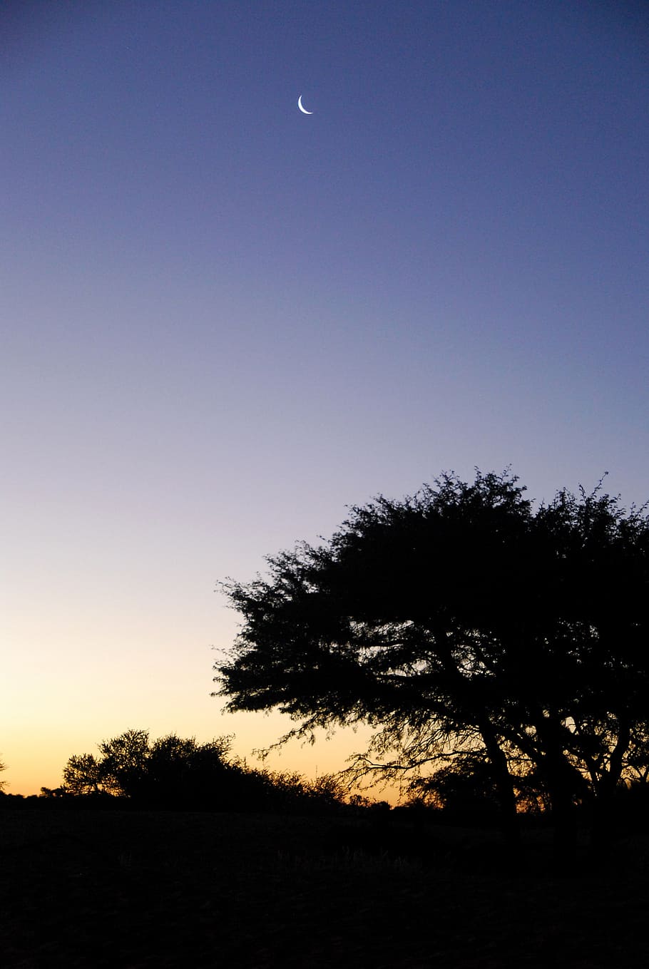sunset, kalahari, moon, tree, sky, africa, plant, silhouette HD wallpaper