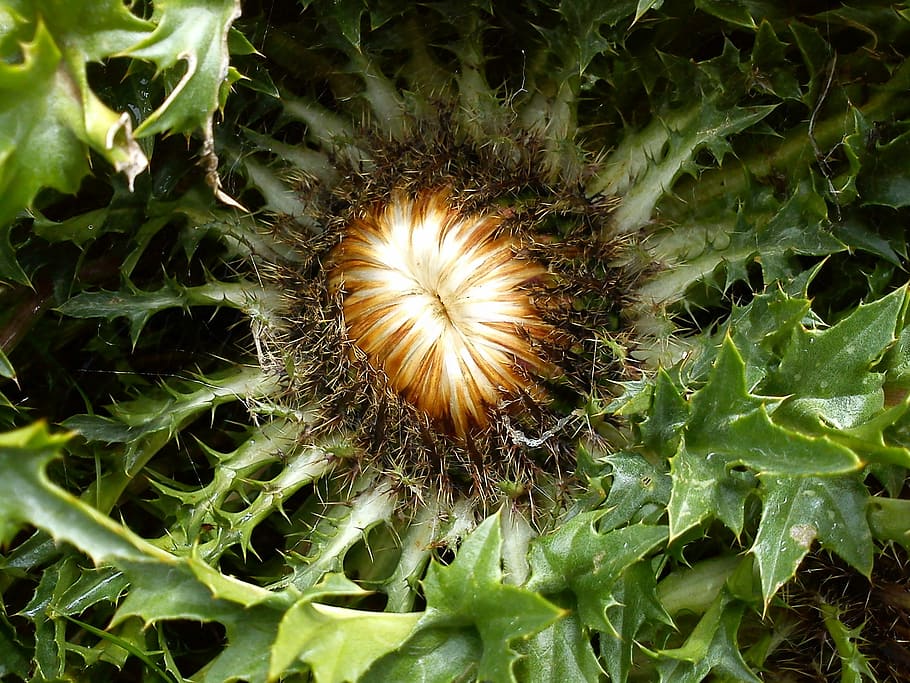 Silver Thistle, Plant, Flower, prickly, spiny, green color HD wallpaper