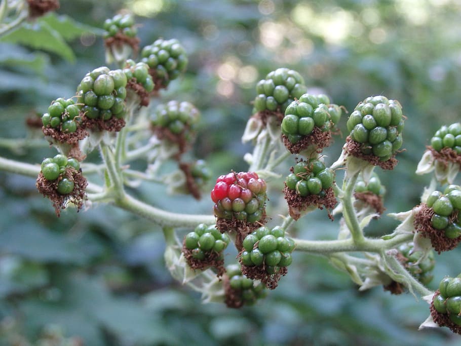 blackberry, unripe berries, fruit, immature, semi mature, summer, HD wallpaper