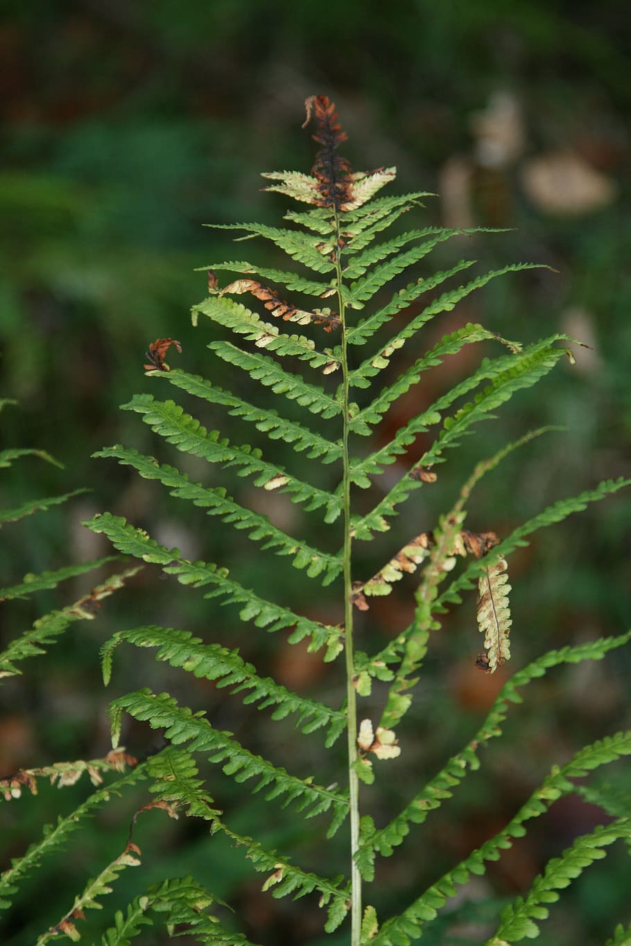 forest, scotland, doune, fern, growth, plant, green color, nature, HD wallpaper