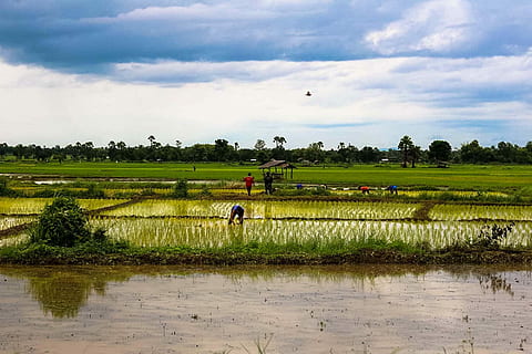 Na, Vole, Cornfield, Thailand, tour, area, horizon, peace, comfortable HD wallpaper