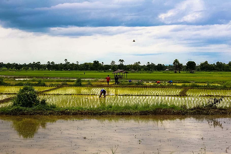 Na, Vole, Cornfield, Thailand, tour, area, horizon, peace, comfortable HD wallpaper