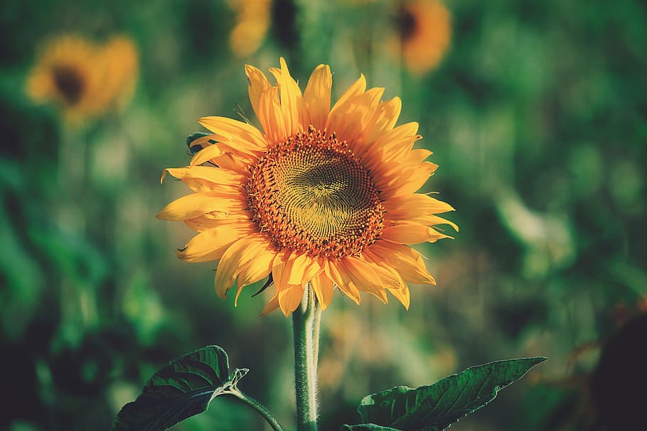 shallow focus photography of sunflower, closeup photography of sunflower HD wallpaper