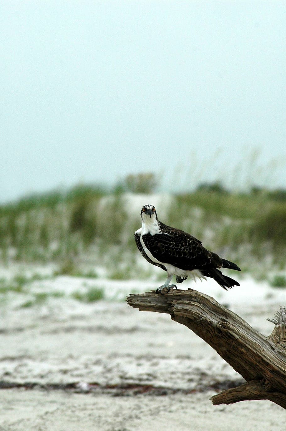 osprey, perched, raptor, bird, nature, wild, portrait, feathers HD wallpaper