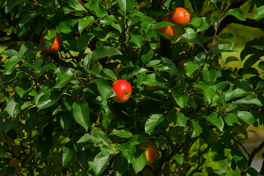 apple, apple tree, nature, fruit, autumn, close, kernobstgewaechs HD wallpaper