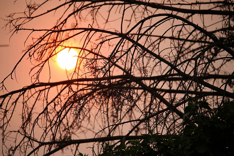 Sunset, Trees, Orange, Outdoor, sky, dawn, bare tree, outdoors HD wallpaper