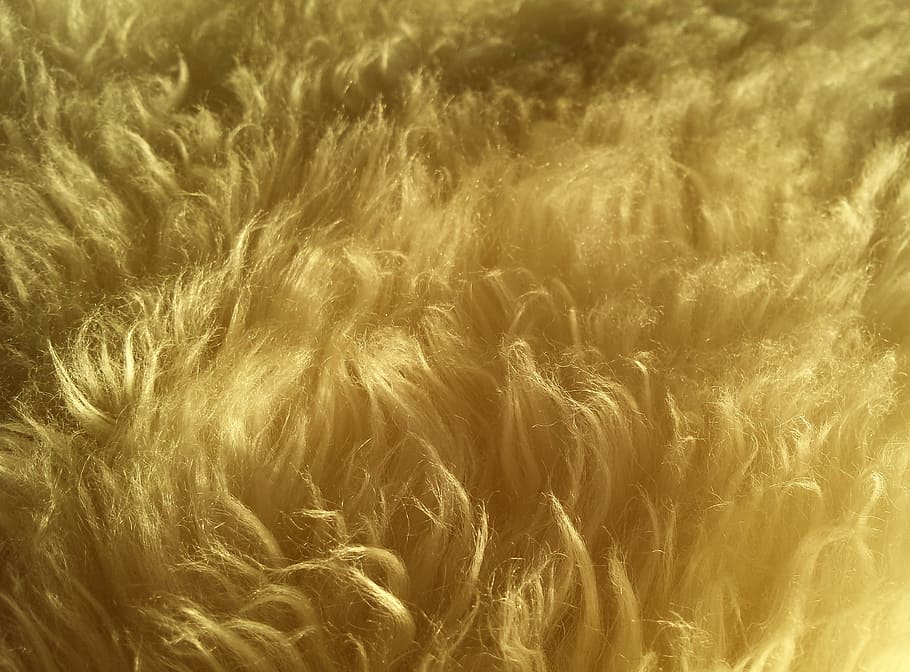 yellow textile, wool, fur, hair, soft, fluffy, sheep, texture, HD wallpaper