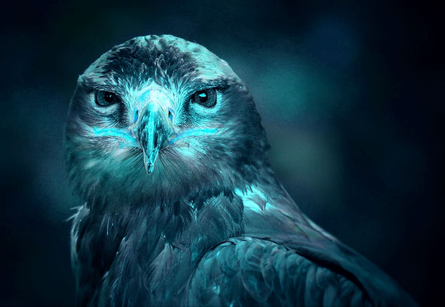eagle, green, blue, bird, animal themes, one animal, animal wildlife HD wallpaper
