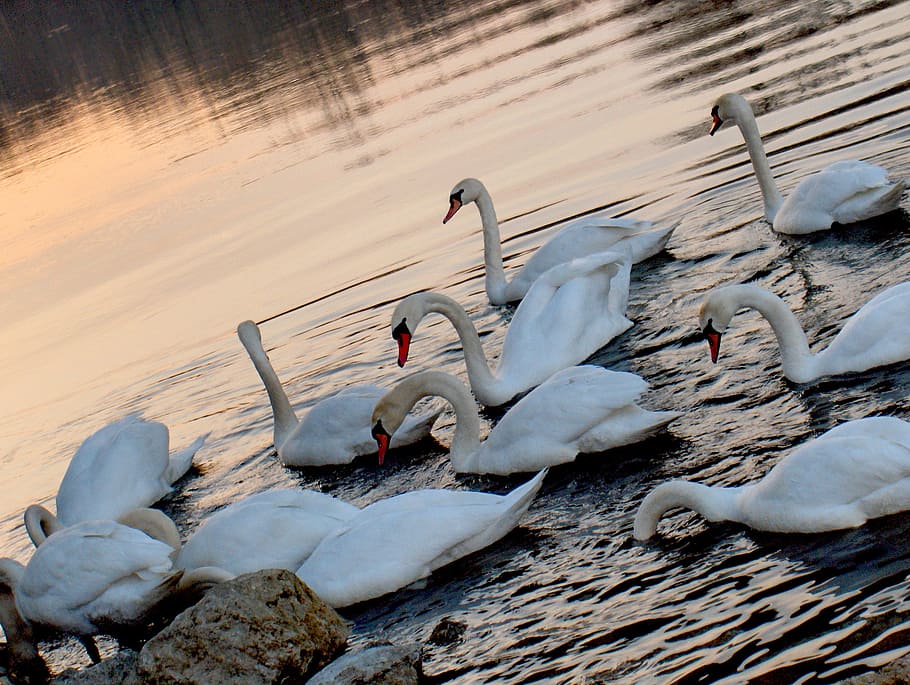 swan, sunset, water, lake, reflection, wildlife, sunrise, river HD wallpaper