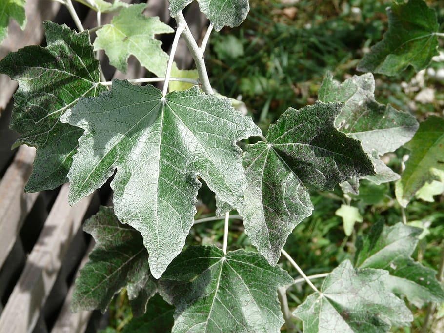 leaf, green, close up, populus alba, tree, poplar, white poplar HD wallpaper