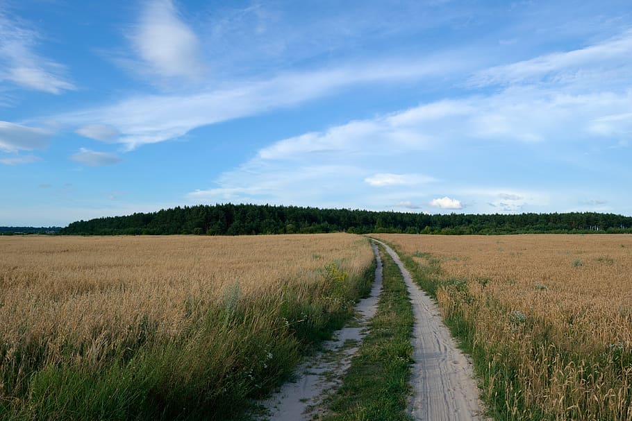 field, road, forest, nature, sky, summer, landscape, grass HD wallpaper