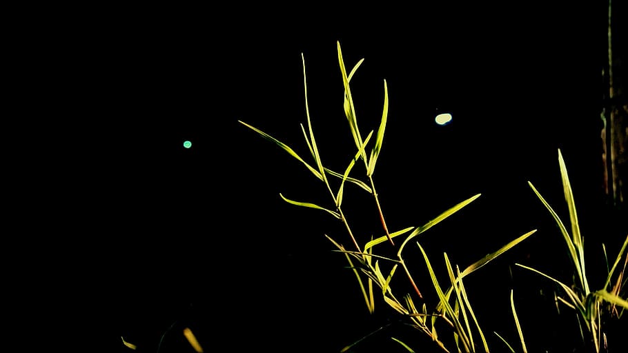 Grass, Green, Green Grass, Night, growth, plant, black background HD wallpaper