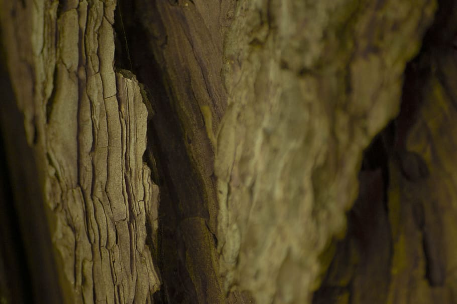 wood, texture, tree, bark, nature, cracks, trunk, macro, backgrounds HD wallpaper