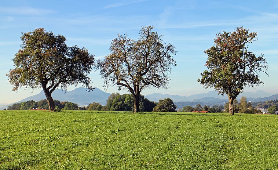individually, fruit trees, nature, meadow, sky, landscape, rural HD wallpaper