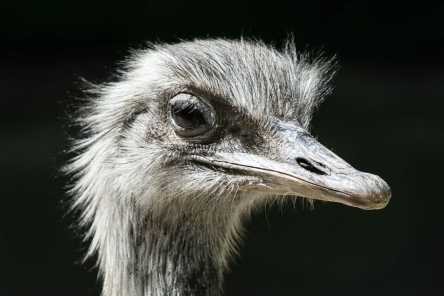 Strauss, Zoo, Head, bill, flightless bird, wildlife photography HD wallpaper