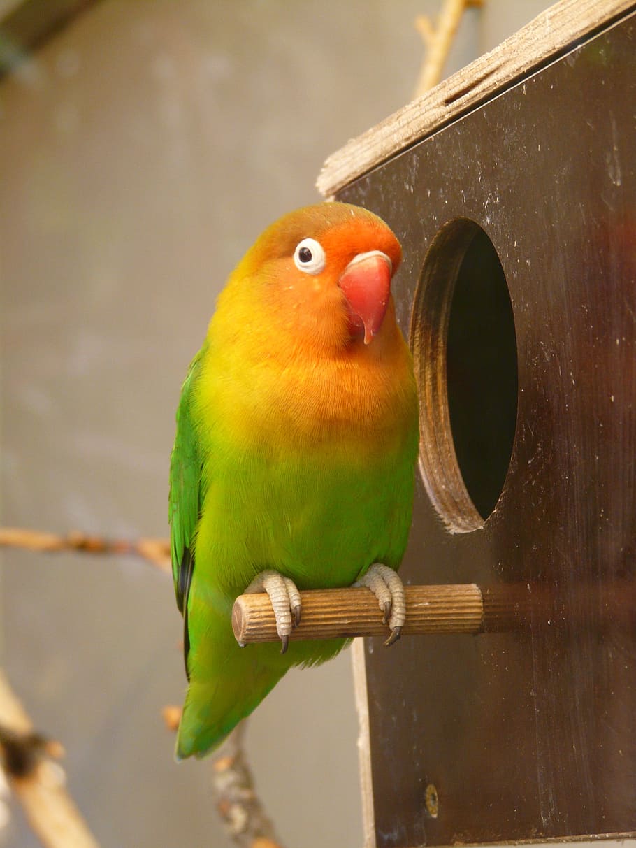 bird perched on nestbox, Lovebirds, Parrot, Animal, creature, HD wallpaper