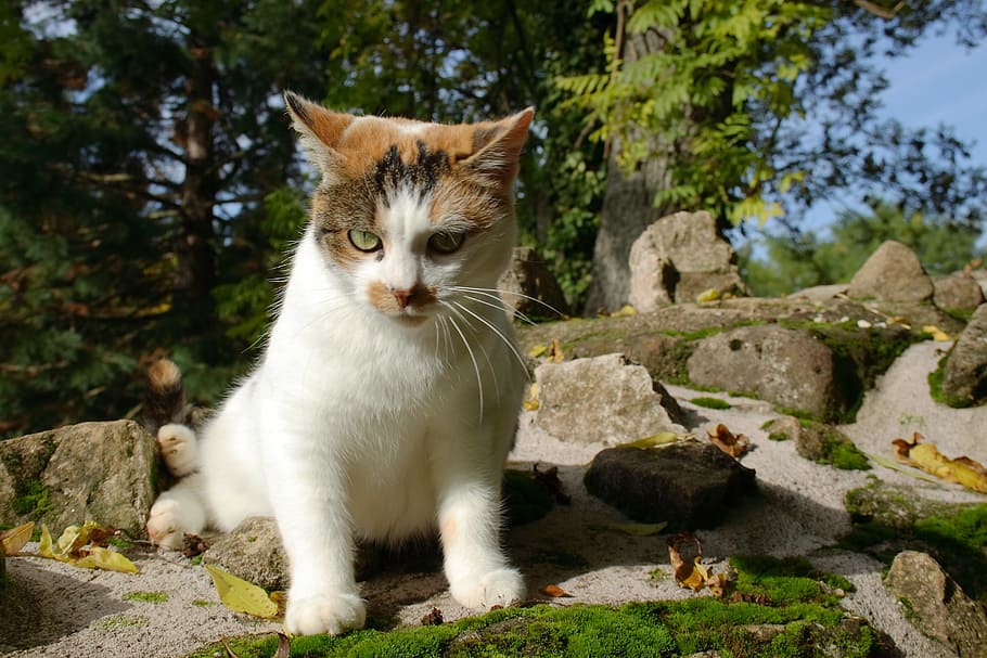 cat, nature, white, cute, pet, kitten, fur, animal, lucky cat HD wallpaper
