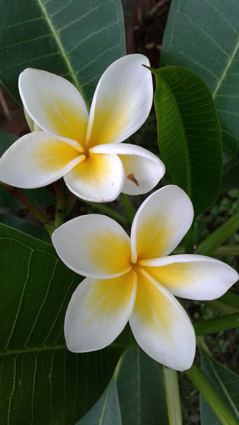 Plumeria 4K wallpapers for your desktop or mobile screen free and easy to  download