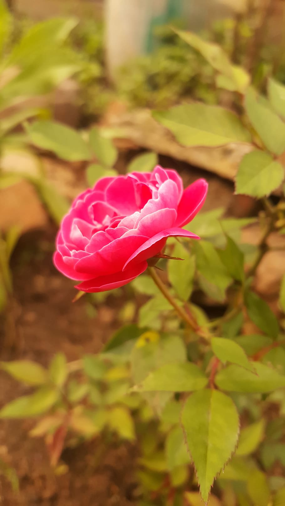 rose, pink, blurred, flower, plant, flowering plant, freshness HD wallpaper