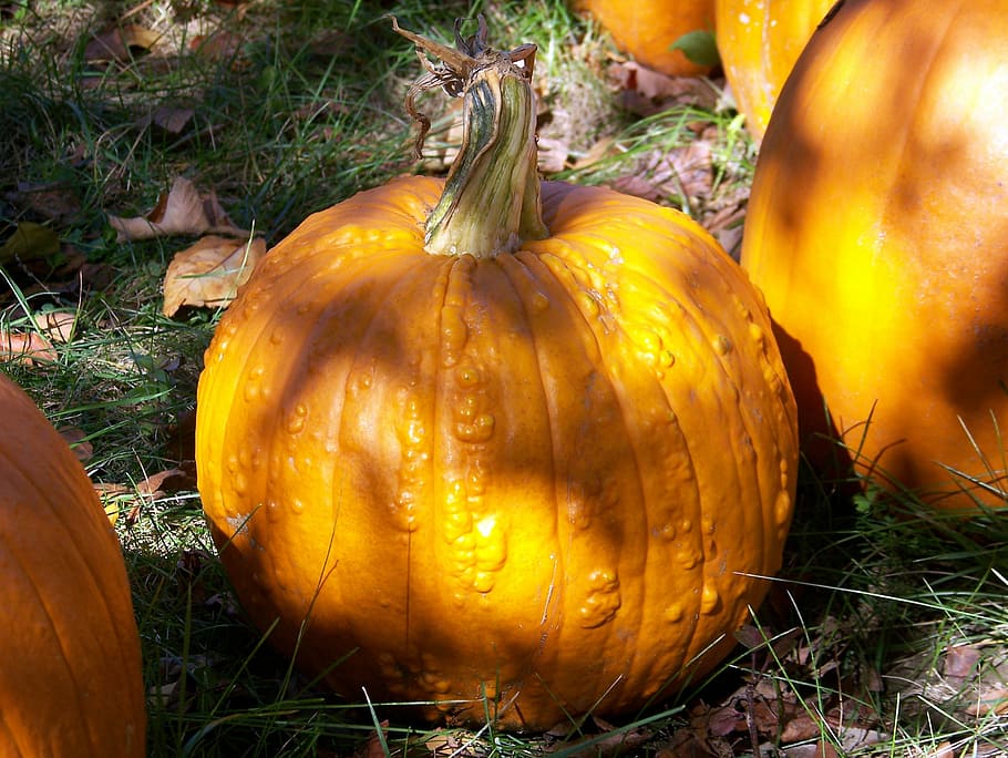pumpkin, autumn, fall, halloween, pumpkins, harvest, seasonal HD wallpaper