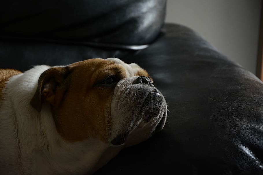 pet, bitch, canine, dog, one animal, animal themes, pets, domestic HD wallpaper