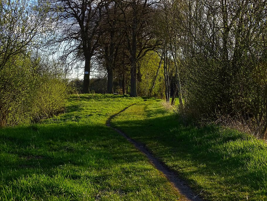 nature, path, forest, grass, hike, trail, away, landscape, tree HD wallpaper