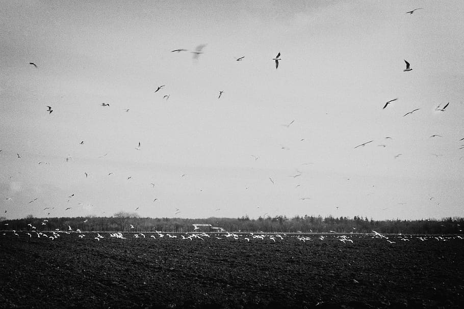 Birds, Flying, Fields, Rural, countryside, black and white HD wallpaper