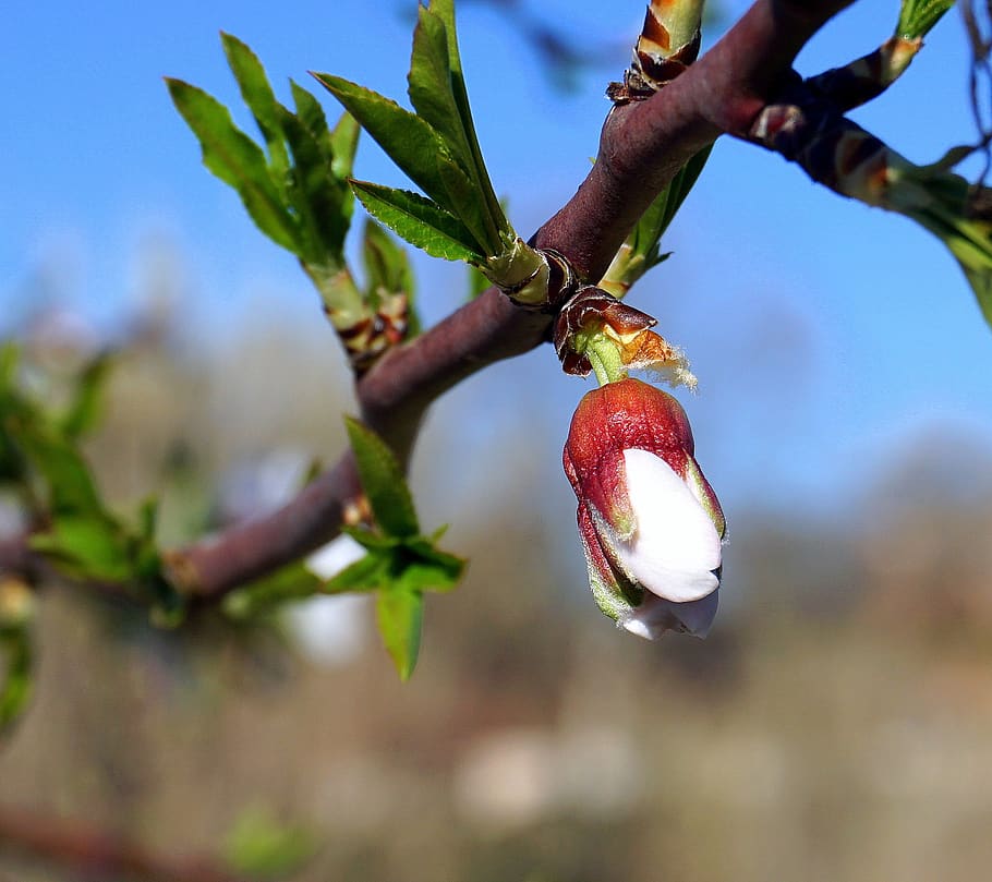 HD wallpaper: almond tree, outbreak, flower, fruit, leaf, branch