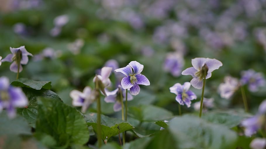 flowers, nature, plants, leaf, outdoors, spring, flowering plant HD wallpaper