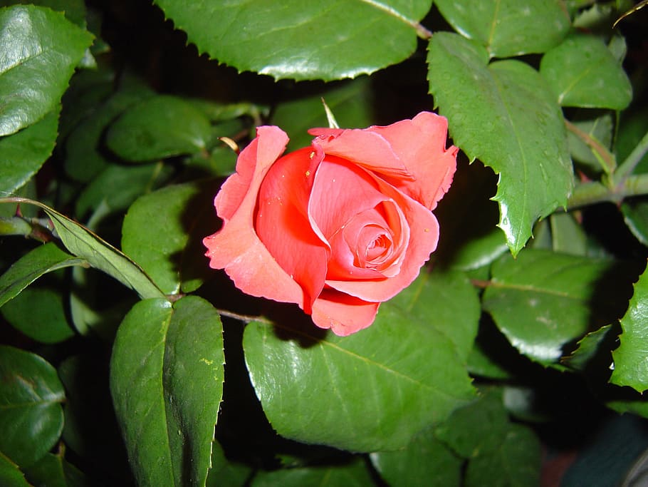 rose, pink, flower, springtime, nature, bud, beautiful, green HD wallpaper