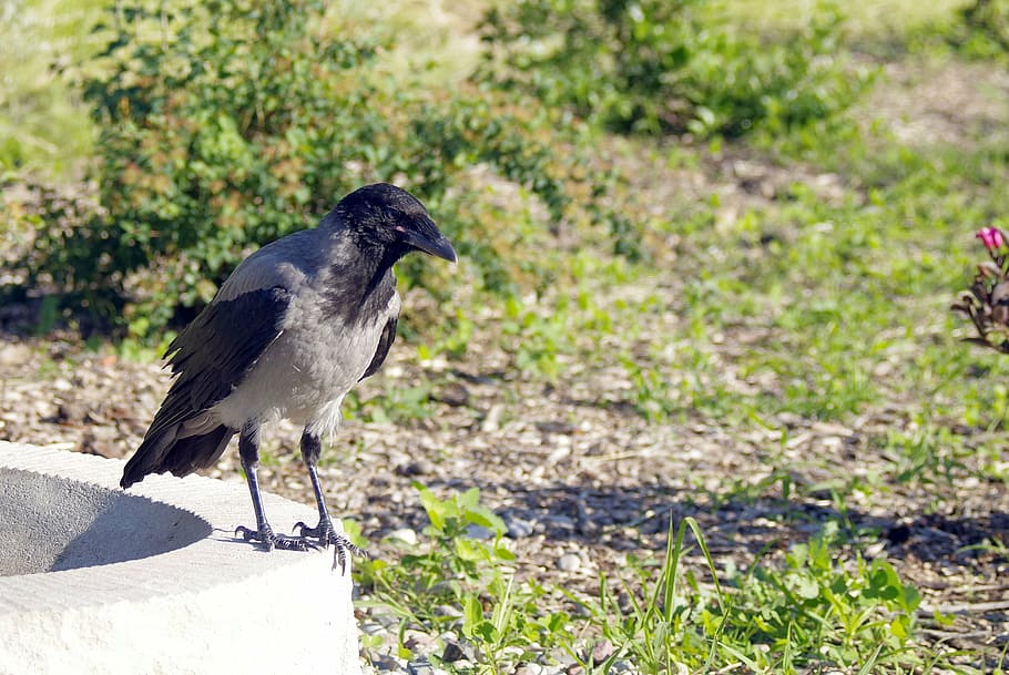 crow, crows, bird, nature, predator, ornithology, sky, blue HD wallpaper