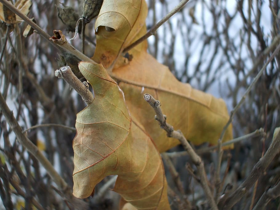 brown leaf, november, tree, plant, focus on foreground, plant part HD wallpaper