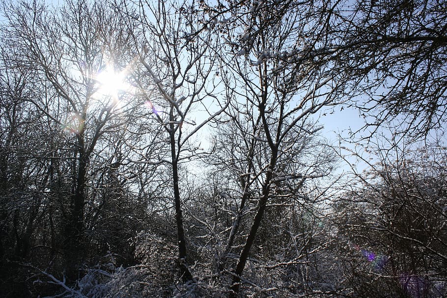 trees, snow, winter, cold, frost, sky, cool, frozen, outdoor HD wallpaper