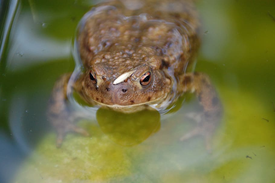toad, mare, animals, animal themes, one animal, vertebrate HD wallpaper