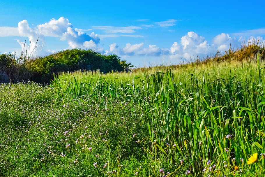 spring, nature, grass, field, panoramic, landscape, meadow HD wallpaper