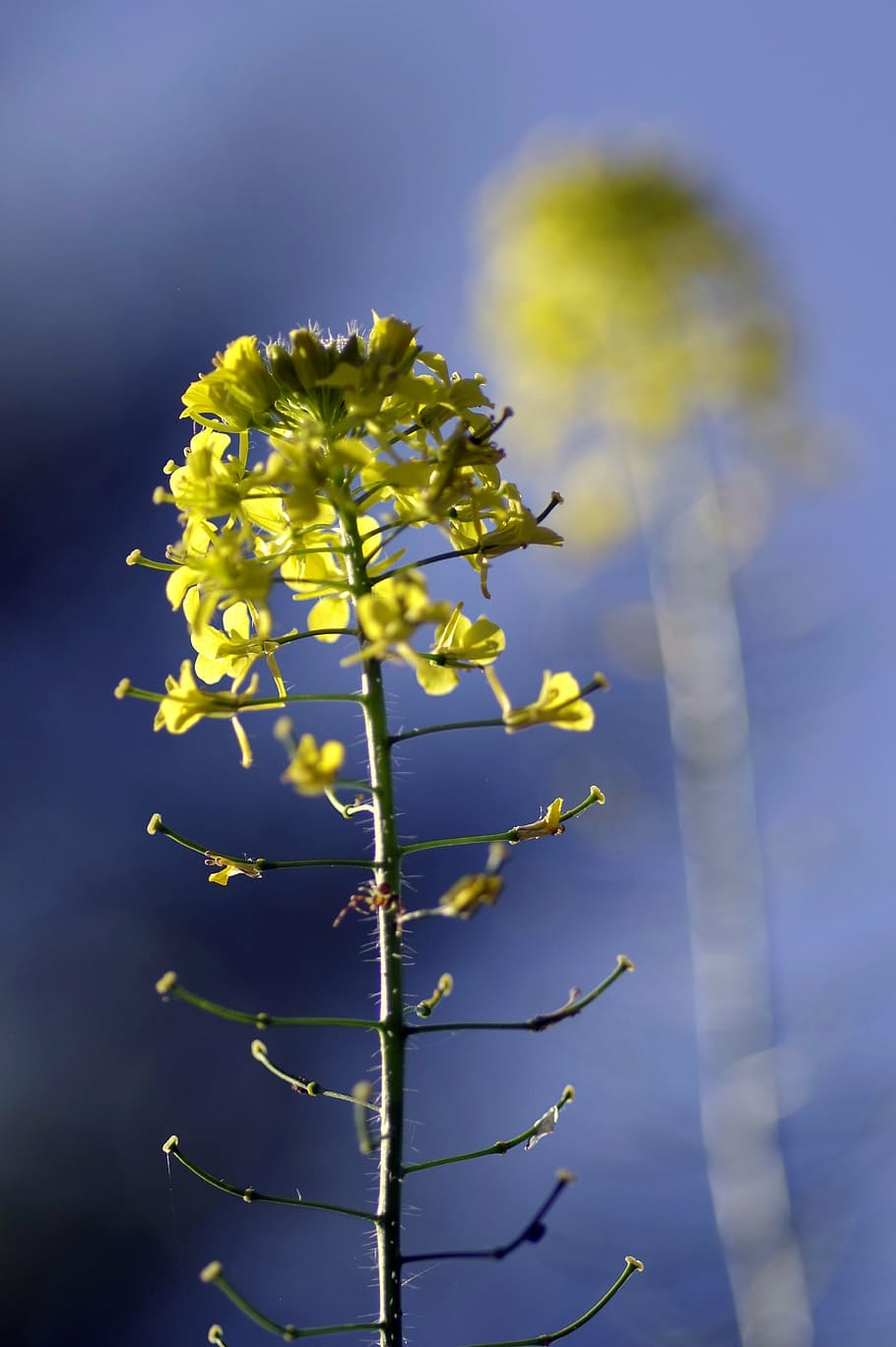 rapeseed, flower, reflection, single, yellow, agriculture, the cultivation of HD wallpaper