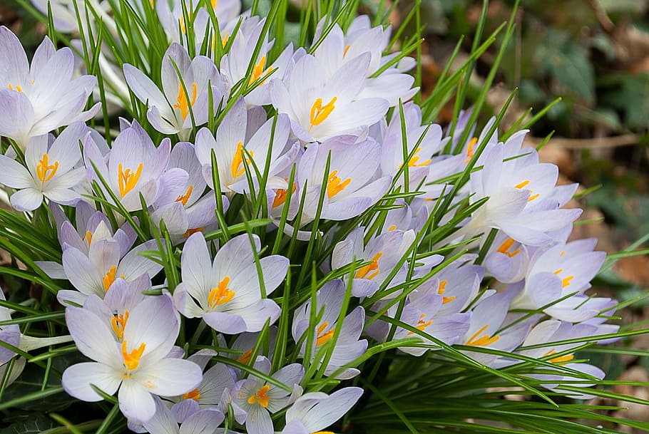 HD wallpaper: Crocus, Flower, Nature, Spring, crocuses, bloom, white